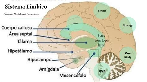 sistema limbico-4
